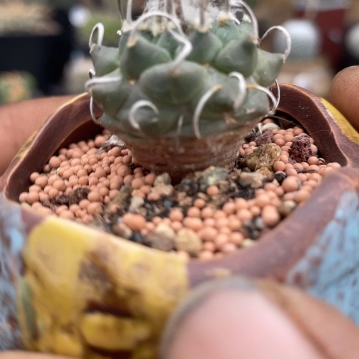 萝卜根实生娇丽强刺