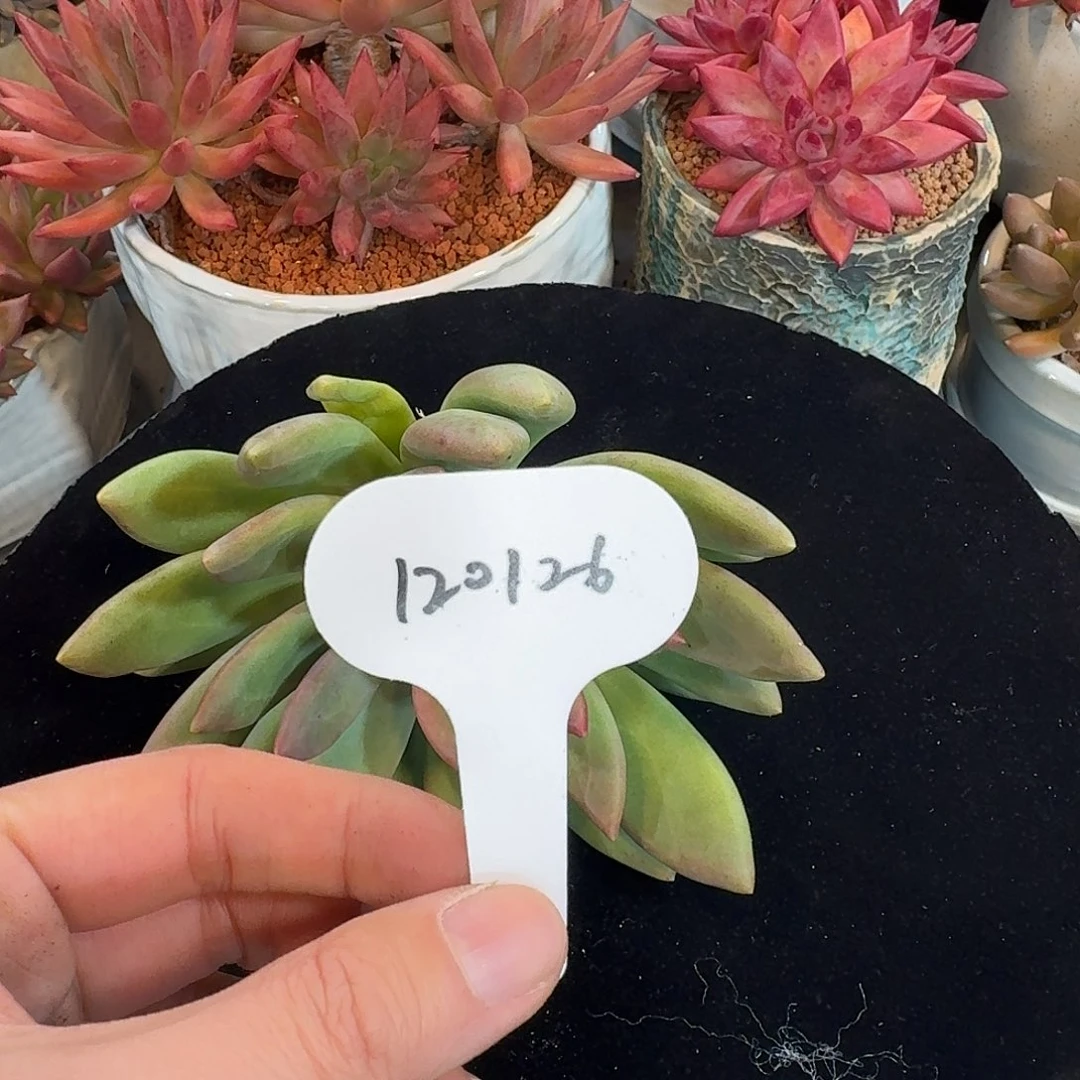 精品多肉植物120126