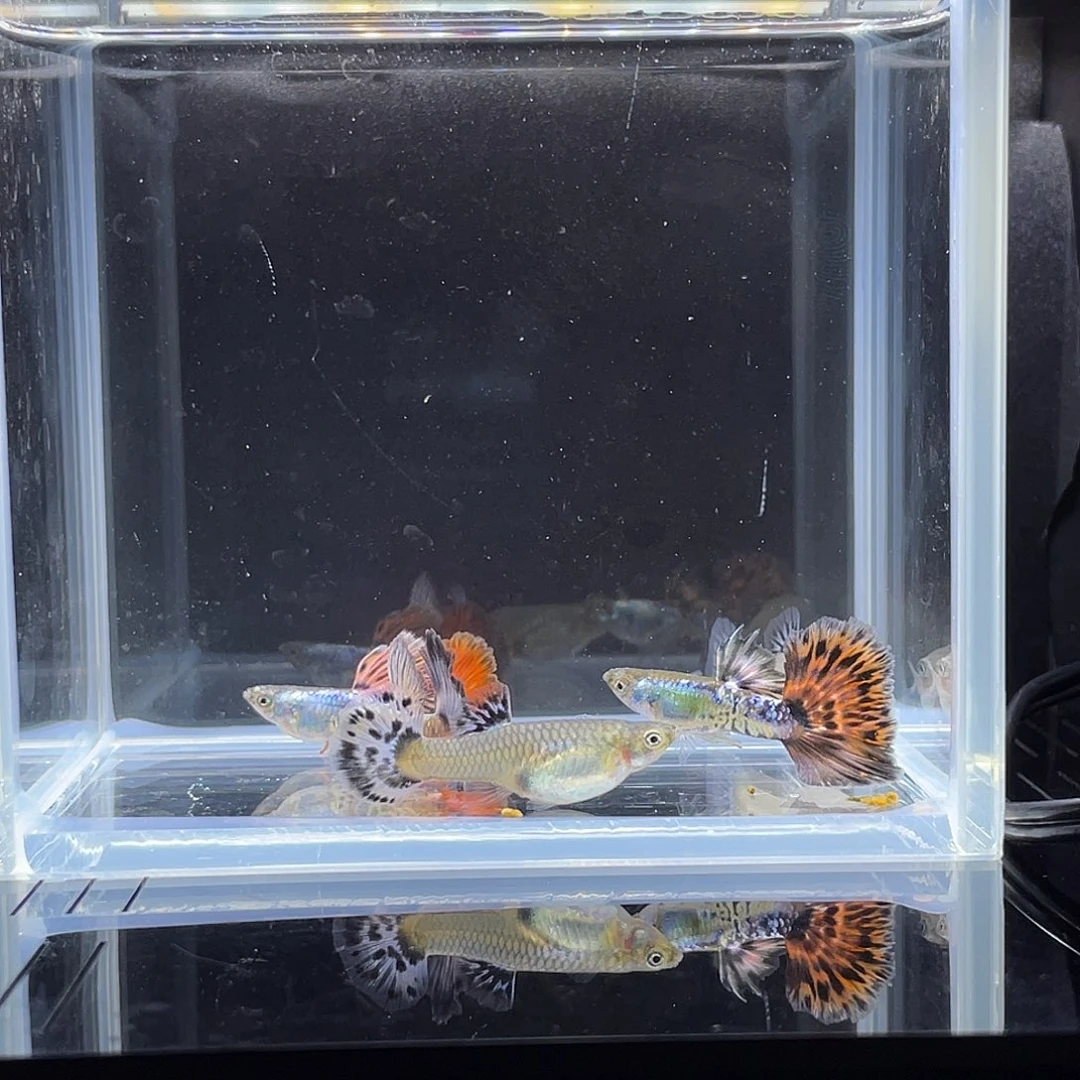 孔雀鱼花蝴蝶半月尾三公两母