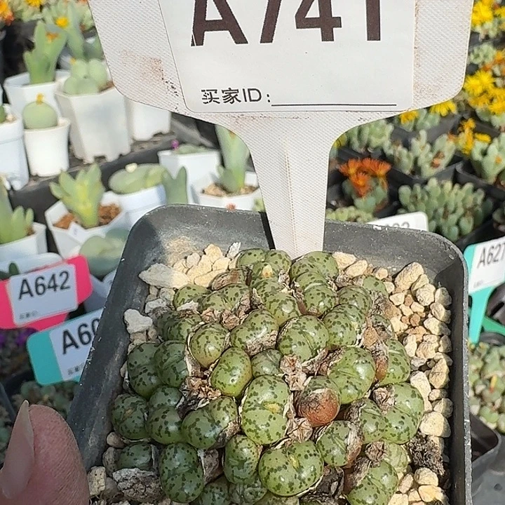 741吗吗吗你们那你呢哭