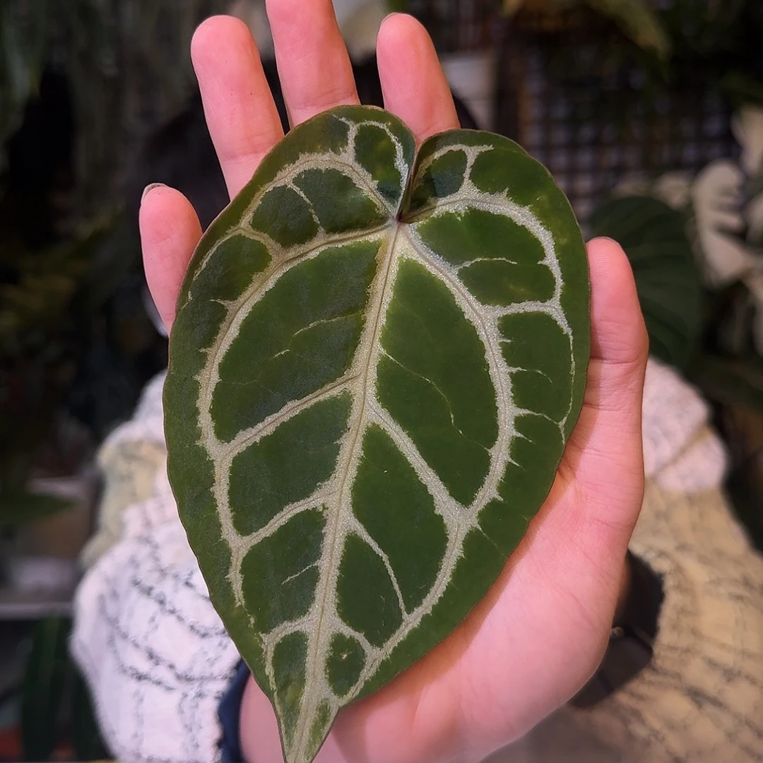 不开花植物G887极致撕裂纹杂小钻石