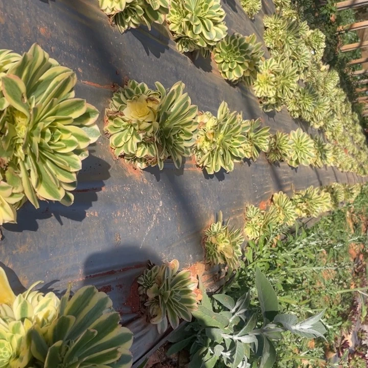 三个18.88小捧花迈巴赫发货