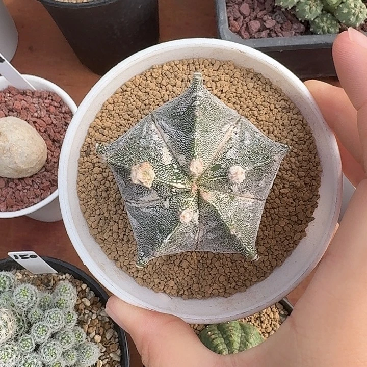 孪凤玉石化仙人球12