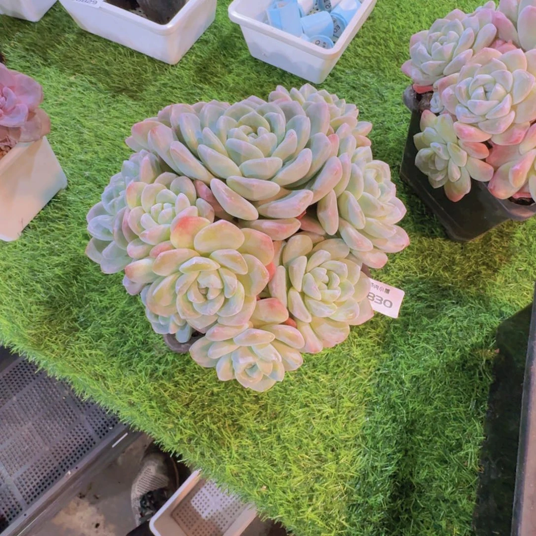 琼***多肉植物冰玉群0830