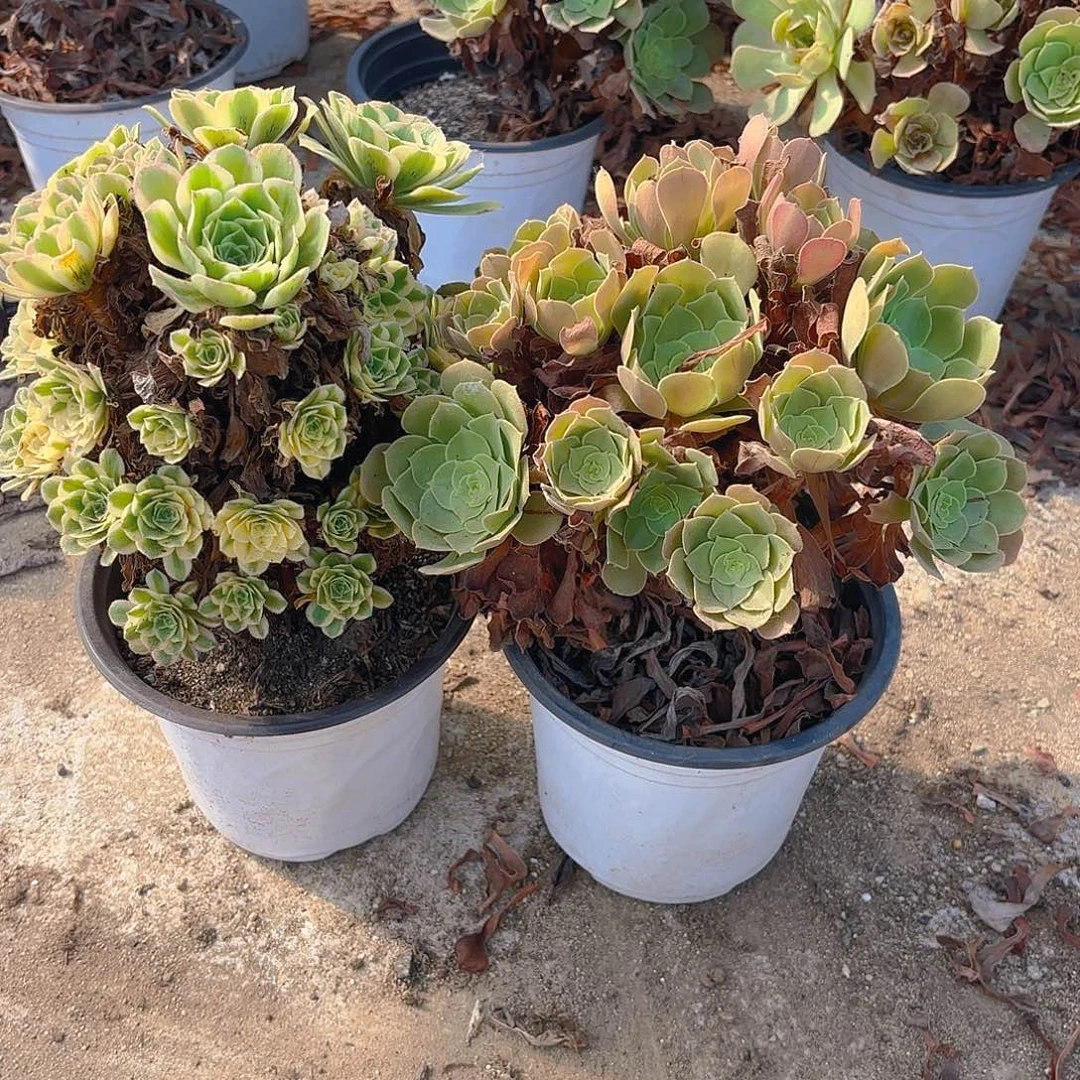 颜凝黄玫瑰多肉植物两颗