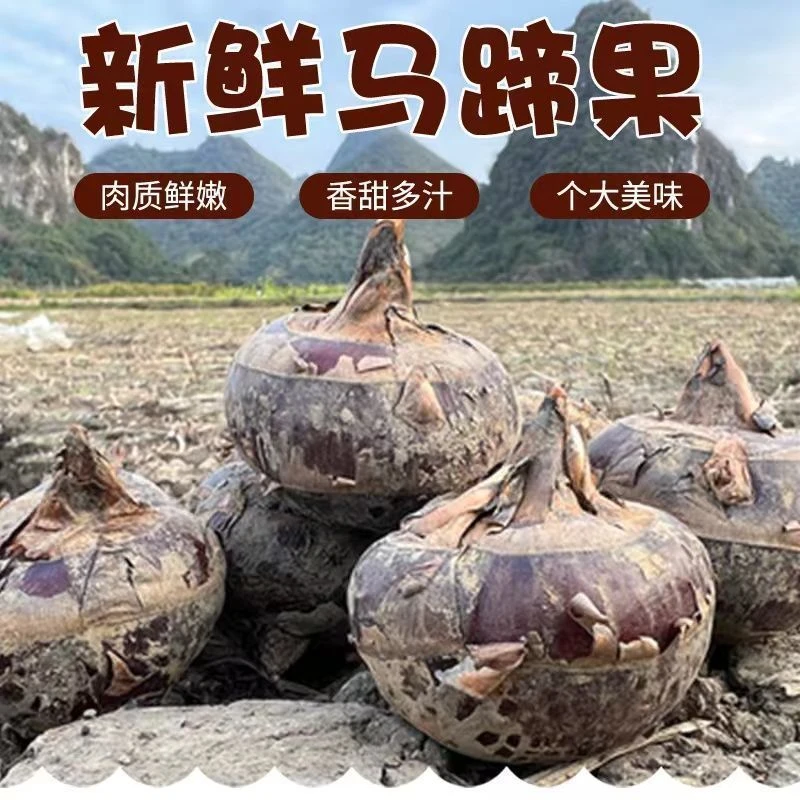 新鲜马蹄正宗地梨蔬菜现挖新鲜水果地栗特产当季农家荸荠