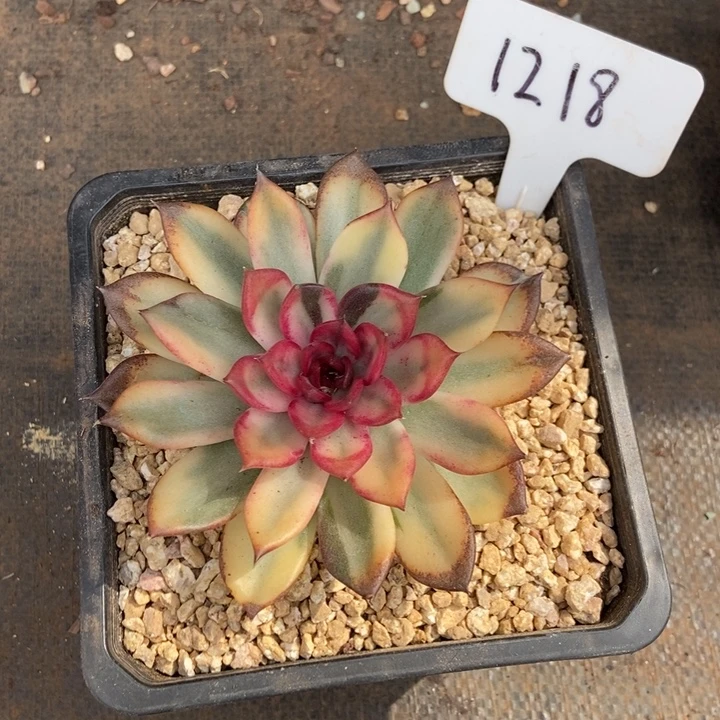 仲***1218。     火焰山锦