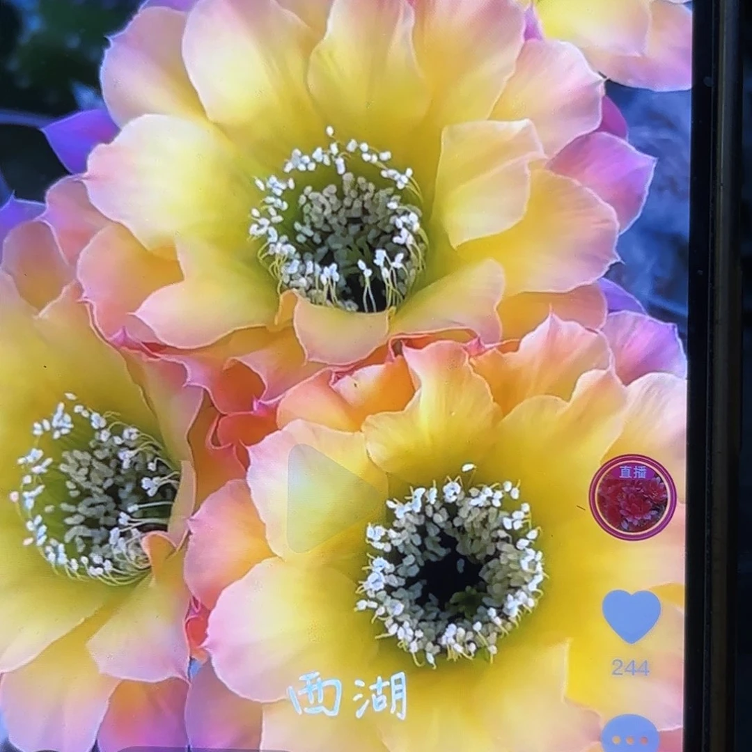 Us47彩侧牙20包邮15