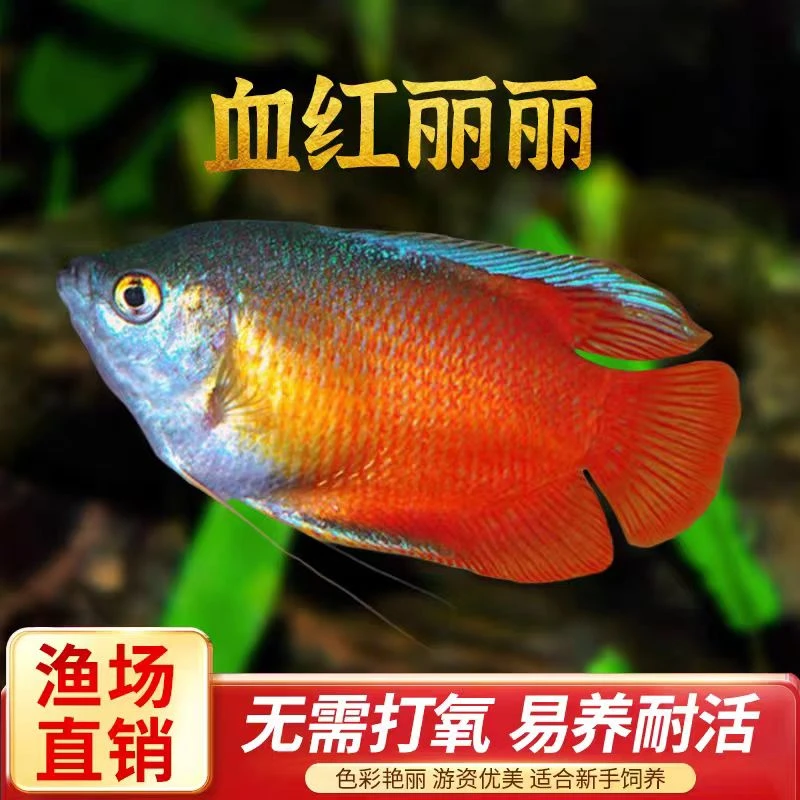 红丽丽蓝曼龙鱼珍珠马甲热带观赏鱼新手练手好养冷水鱼