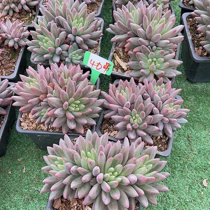 40如烟带盆一个多肉植物