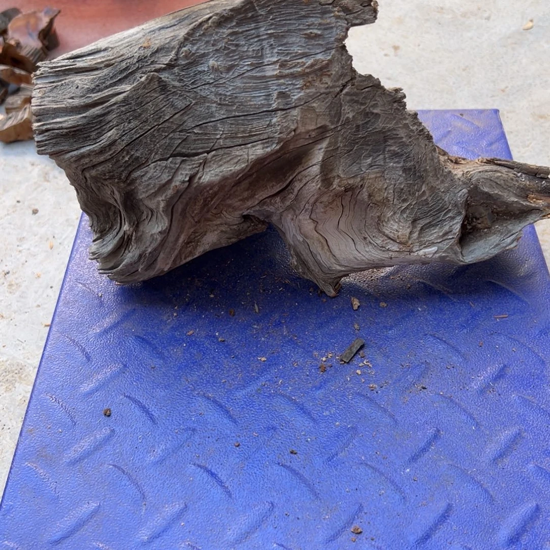 柏木10号太行骨茬头2.5斤