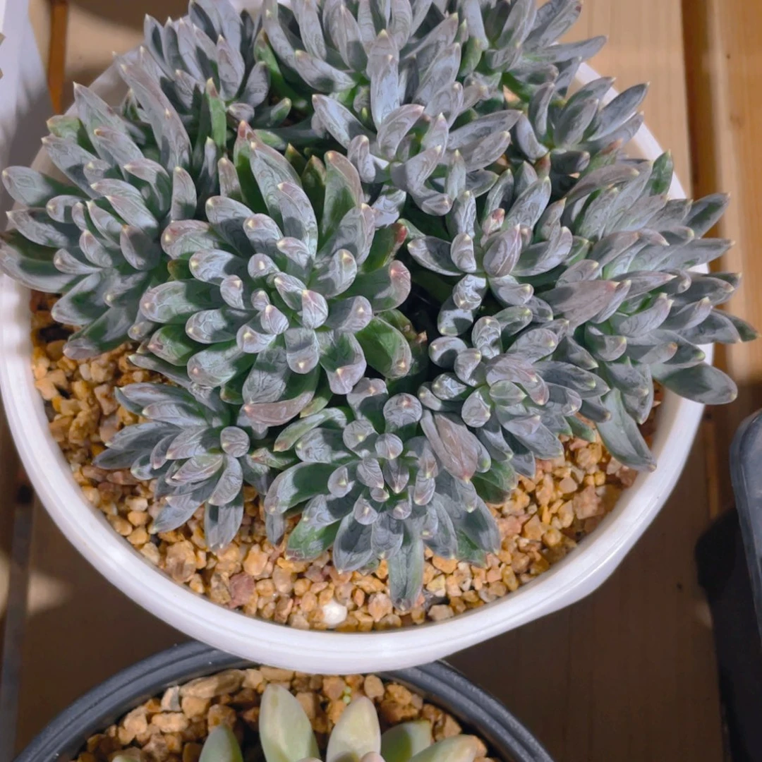 养****阚姐寄养专拍炫彩星