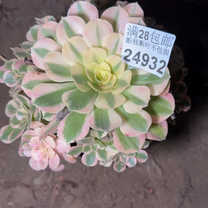 24932女郎多肉植物