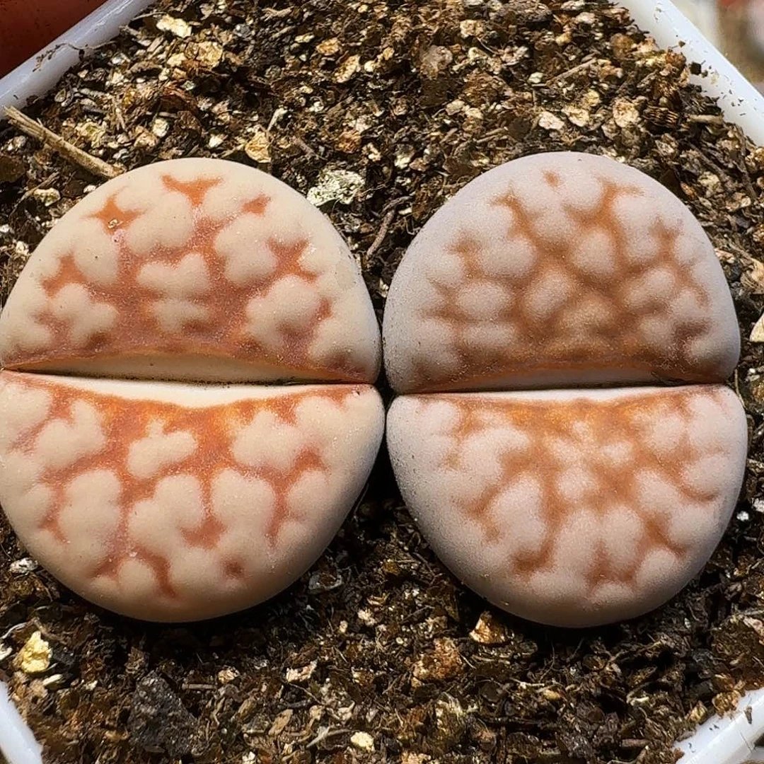 生石花1111111。  289