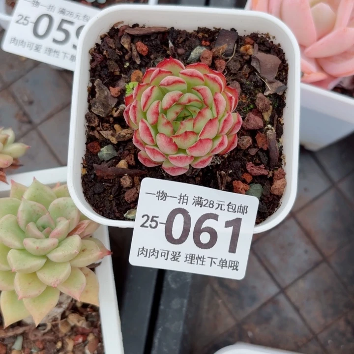 梦幻玫瑰无盆土发货无盆土发货无