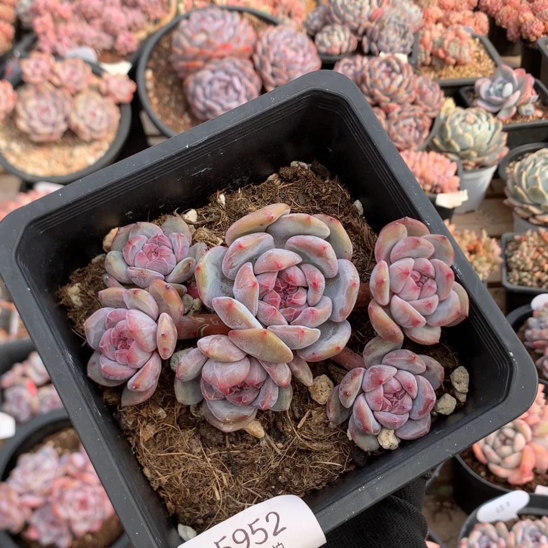 12.5厘米六头带崽石榴籽 无砍 5952