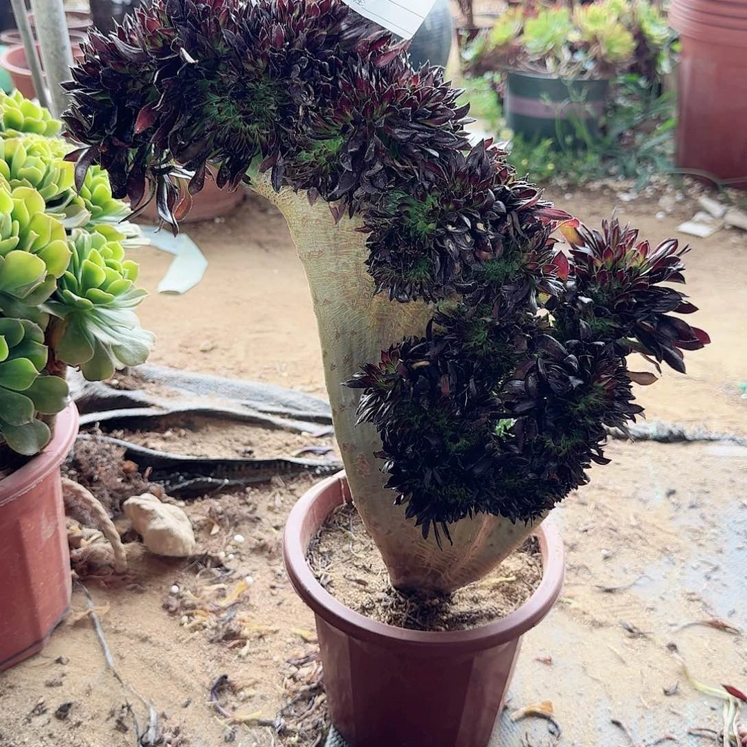 106黑法师一颗呀呀