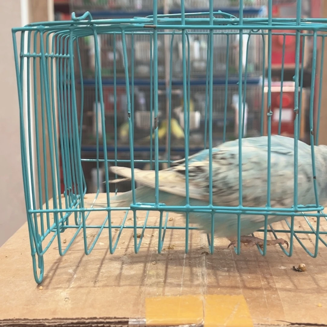 虎皮鹦鹉我的小姐姐