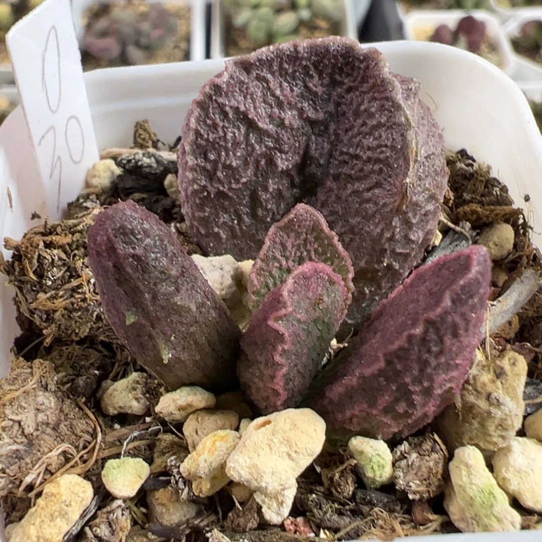 实生新品大苗多肉植物