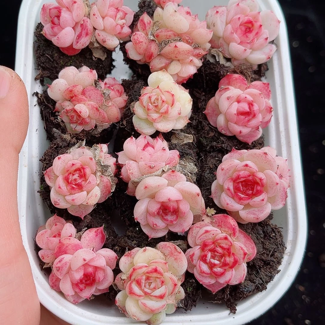 1-40 新疆西藏内蒙不发 12.8包邮