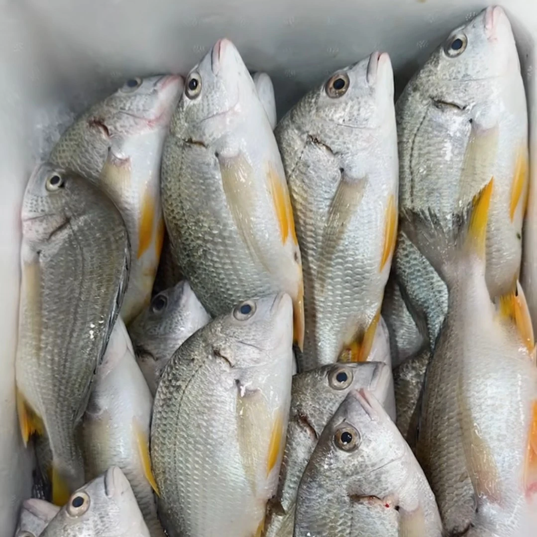 祥芝港码头刚上岸冻品野生海捕海钓中黄翅黄鲷鱼新鲜好吃红烧香煎