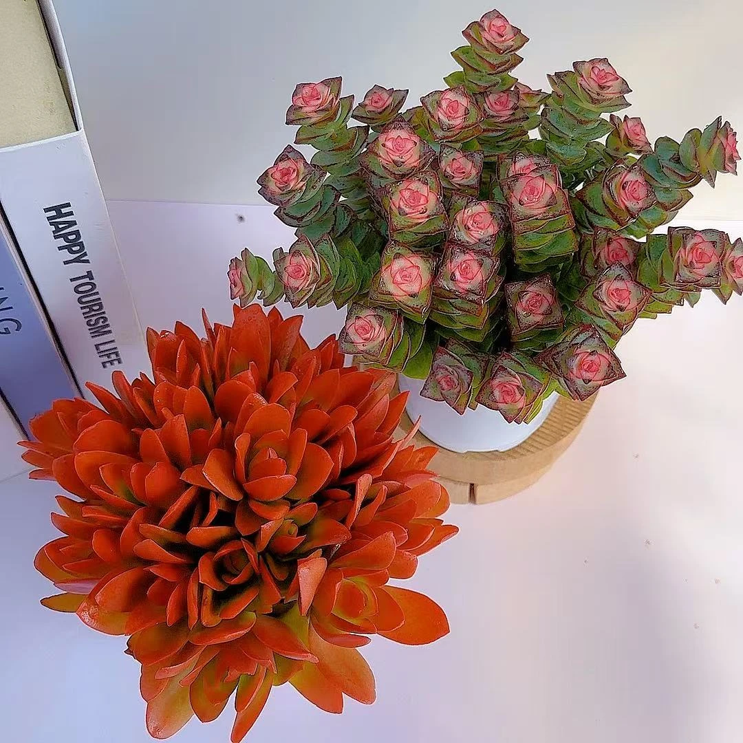 【七彩家 彩虹钱多多+红百合 多肉植物】新手好养 带盆带土发