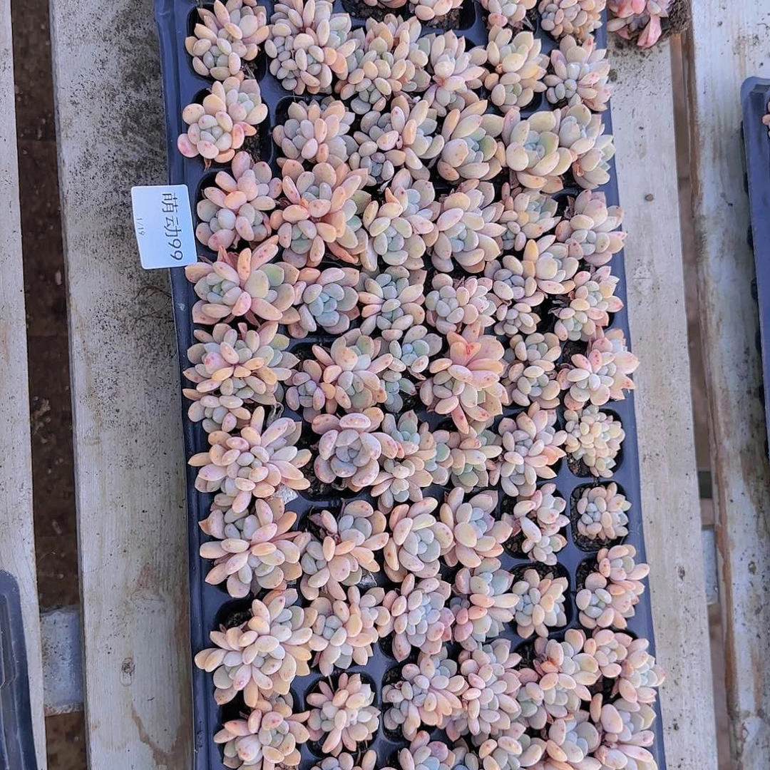 直播一物一拍多肉99