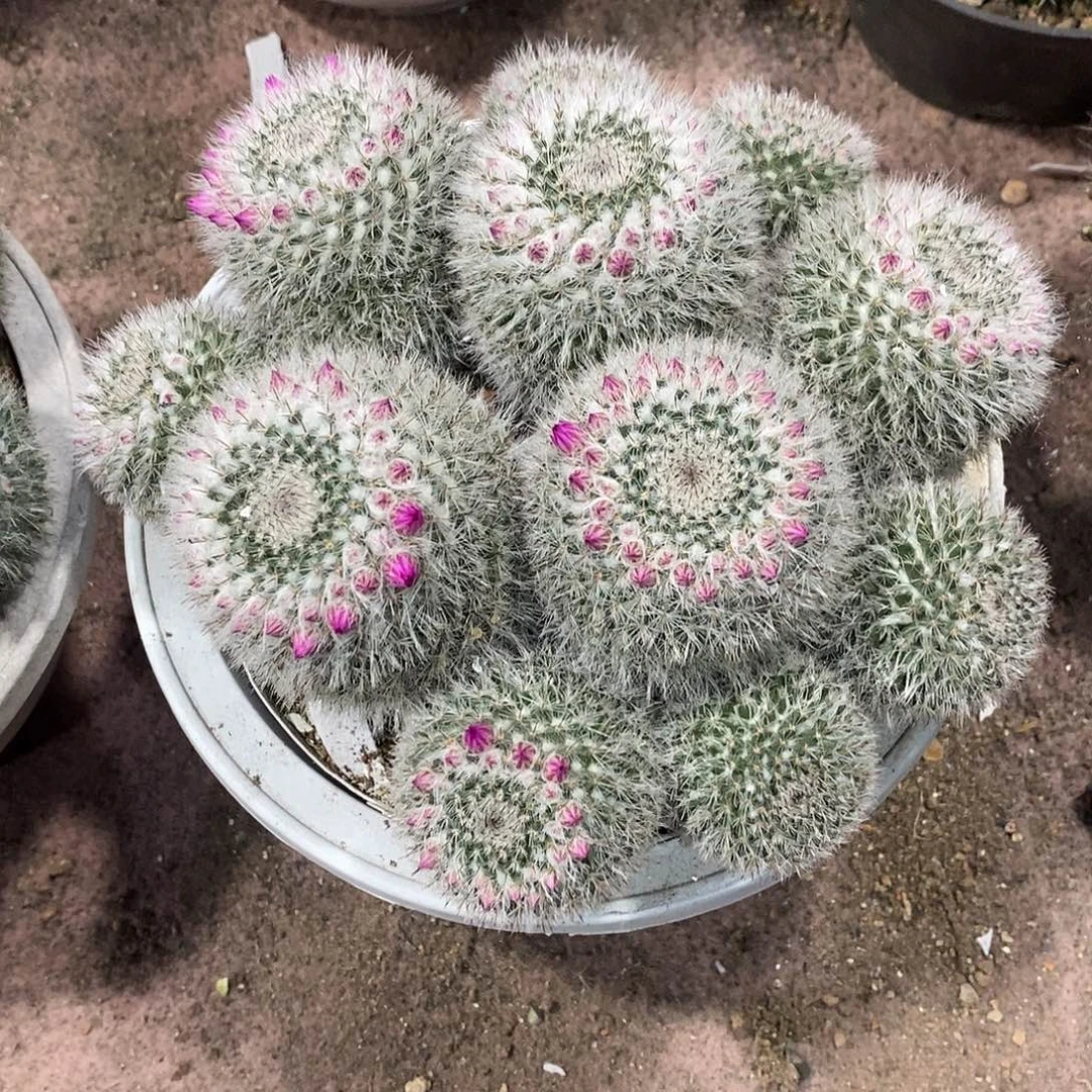 风***水无花朵玉翁仙人球仙人掌