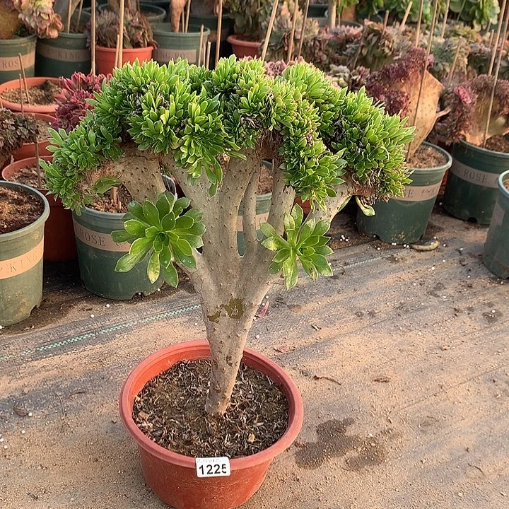 1225原始绿缀化一颗