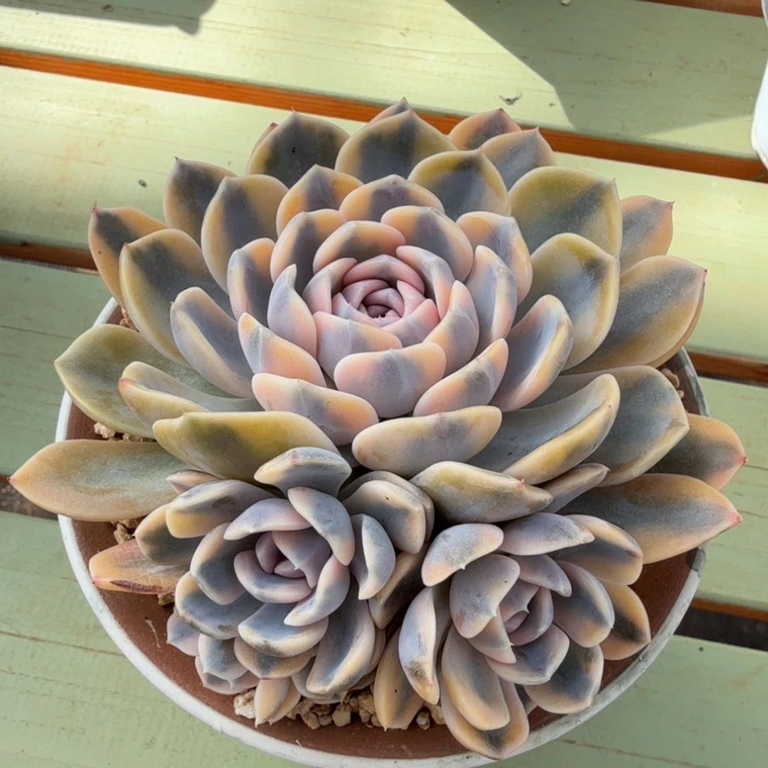 汉堡锦锦上园艺一物一拍