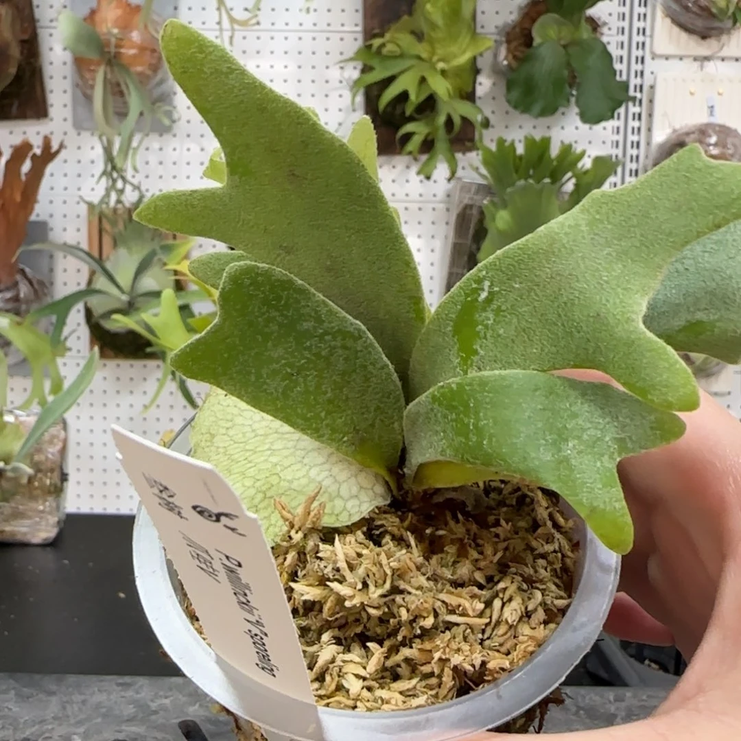 爪哇v鹿角蕨孢子苗