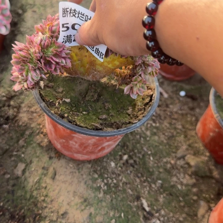 让***零501二号棚荔枝缀G