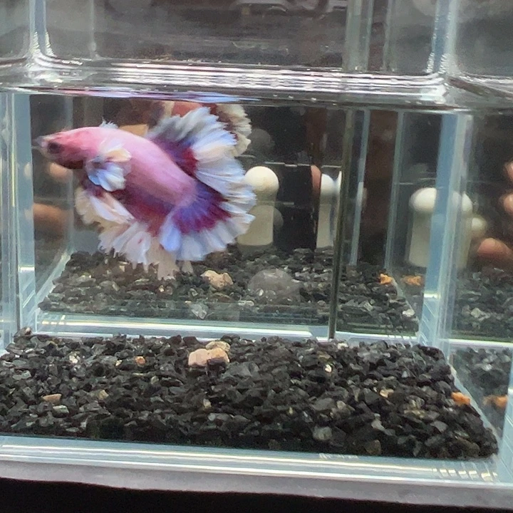 斗鱼一单包邮9日104