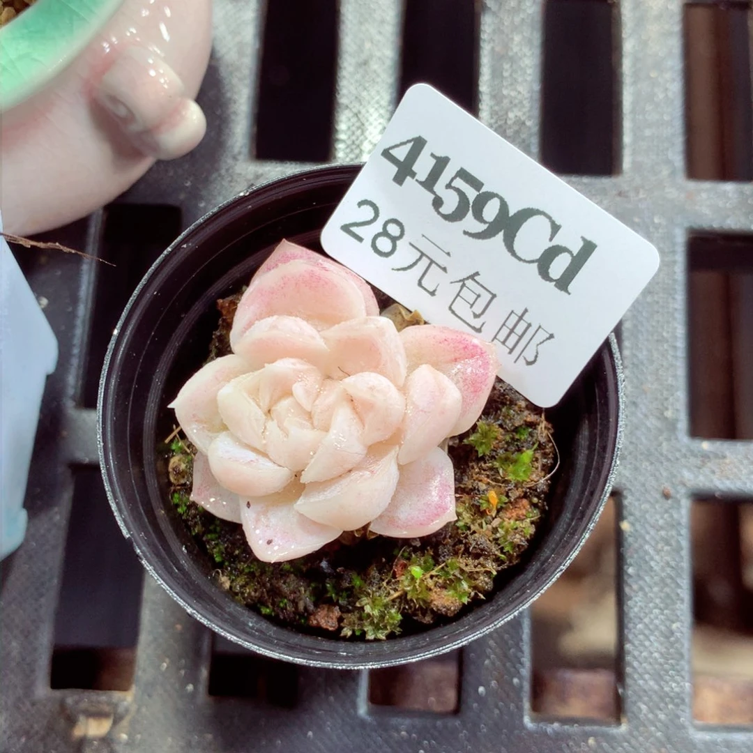 5厘米盆精控多肉4159