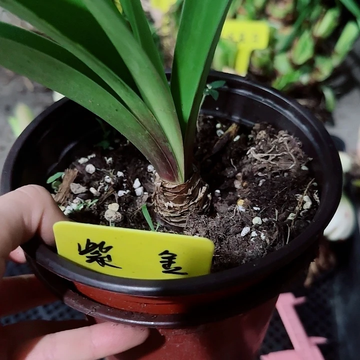 紫金5cm，裸球发货