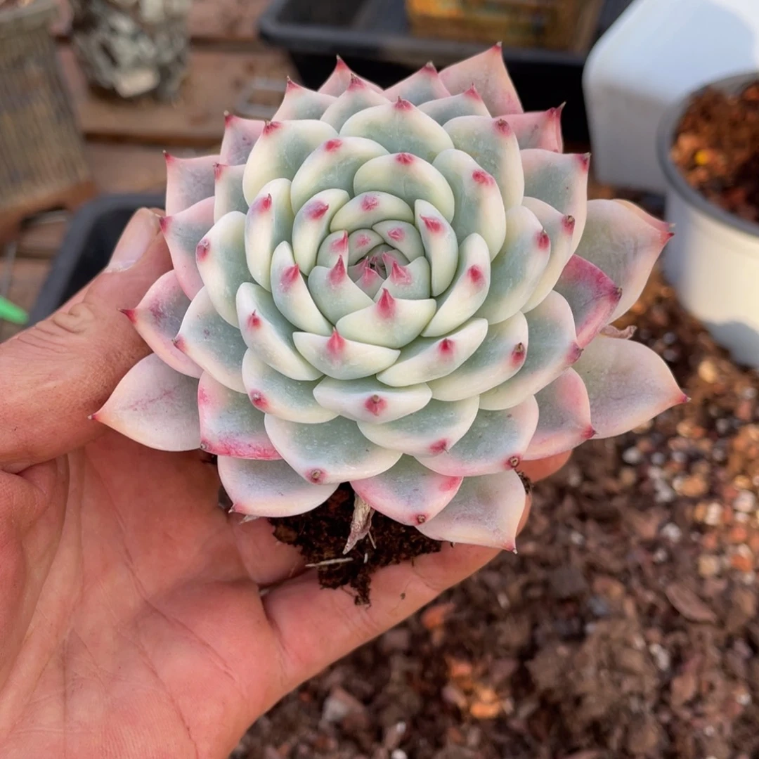 明**阳淘多肉吉娃娃锦一个