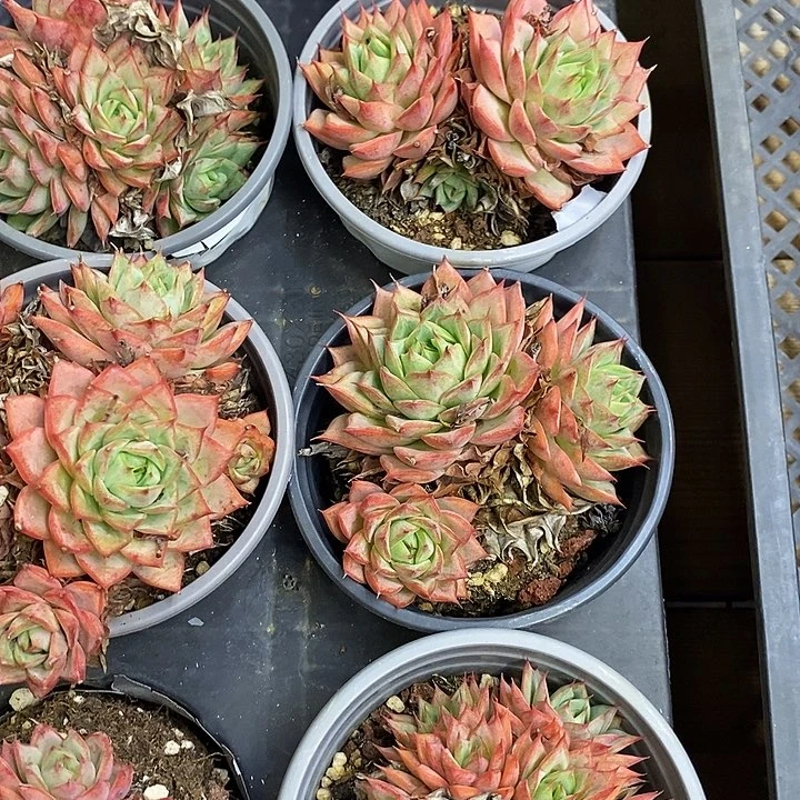 林杰安娜群，福利多多