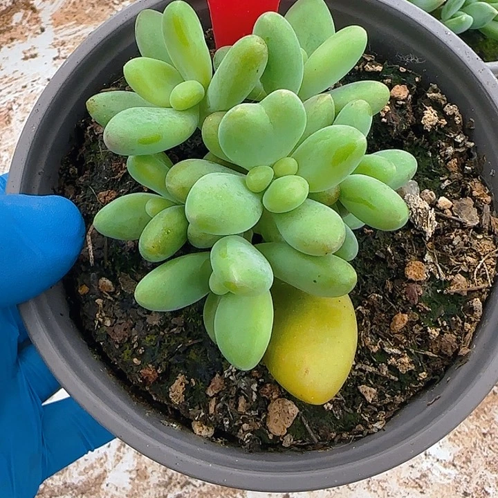 芒果1737多肉植物