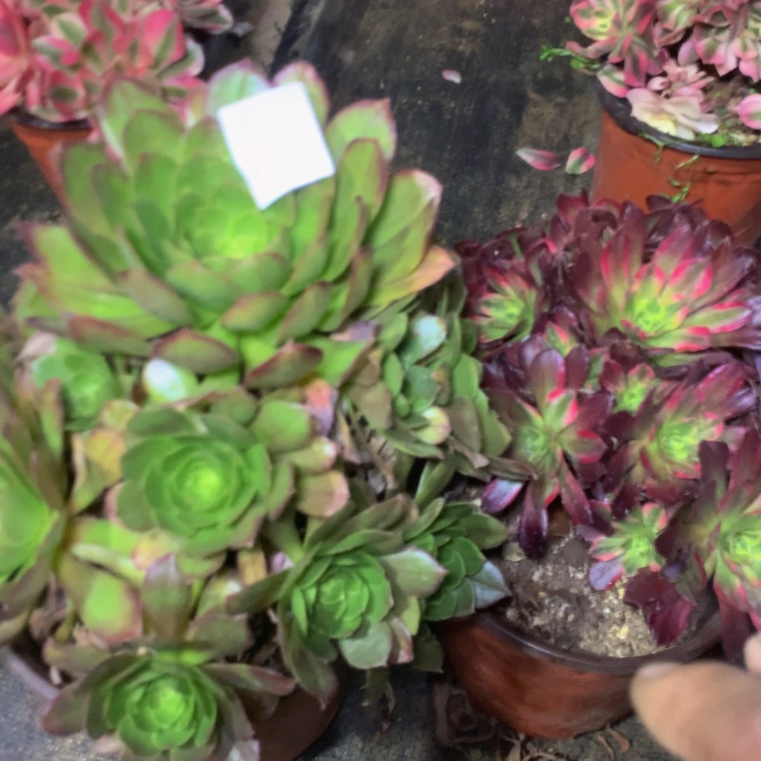 497特价多组合多肉植物