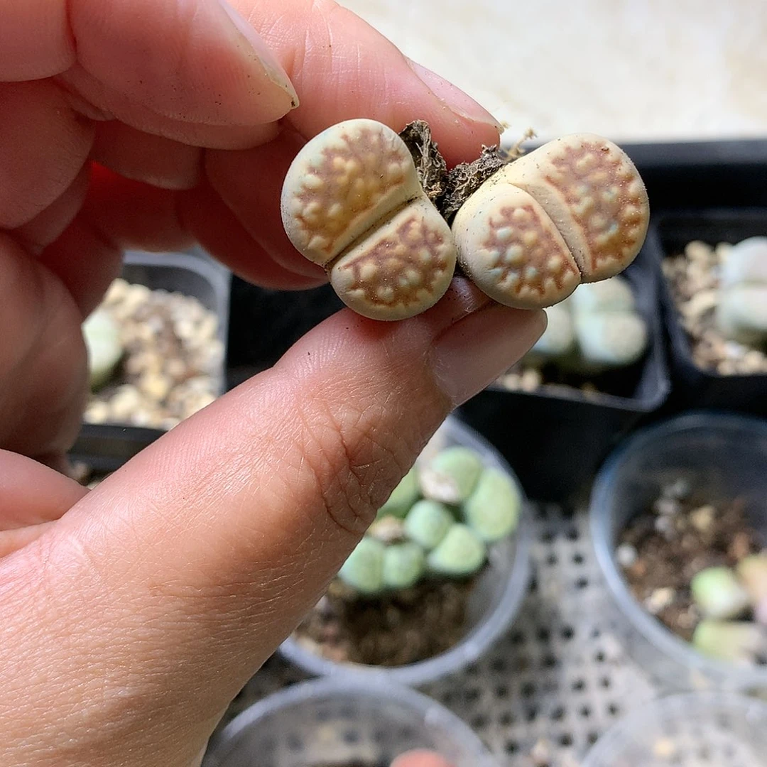 K65多肉植物保护