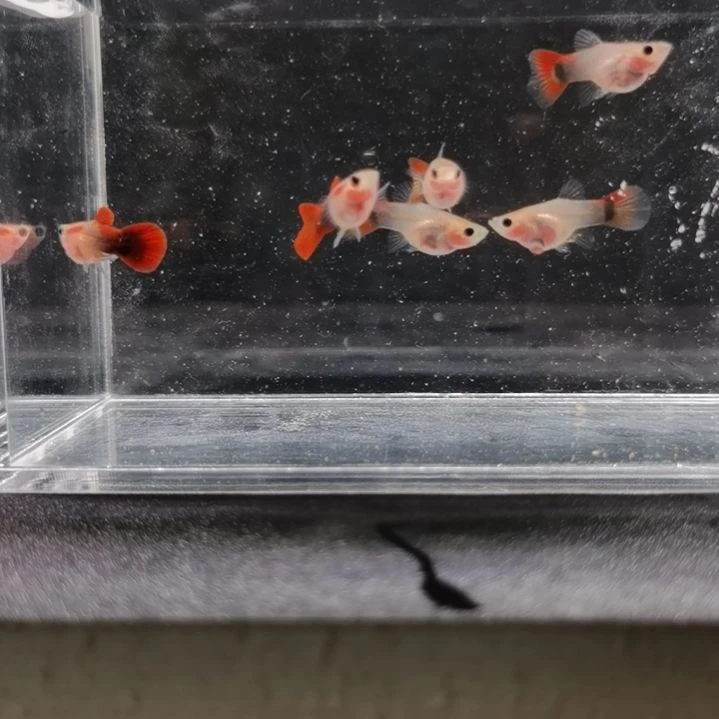 孔雀鱼红礼服玻璃猫孔雀鱼六条