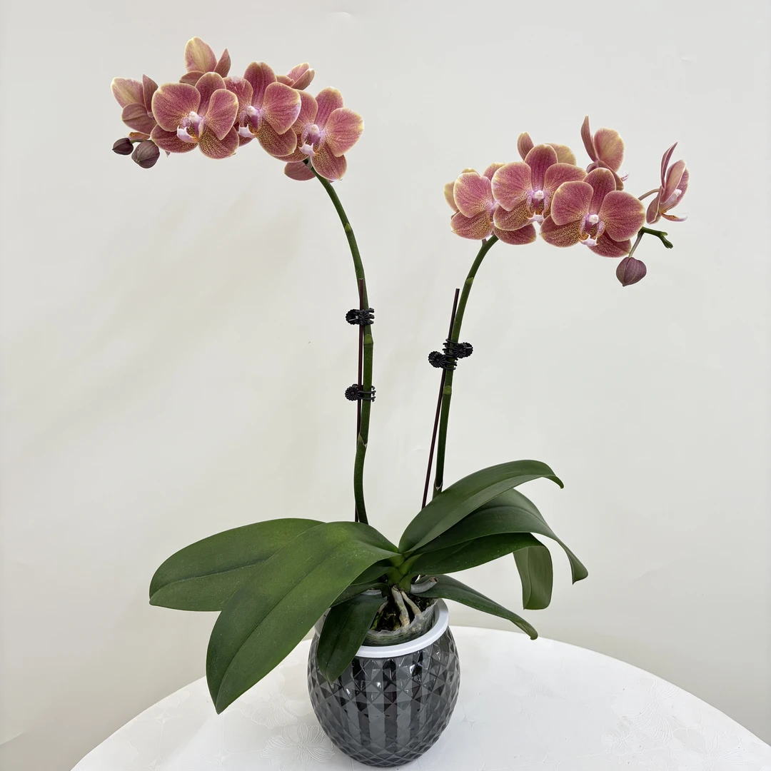 蝴蝶兰【埃特纳】鲜花盆栽室内观赏花花佛山基地直发好养易活