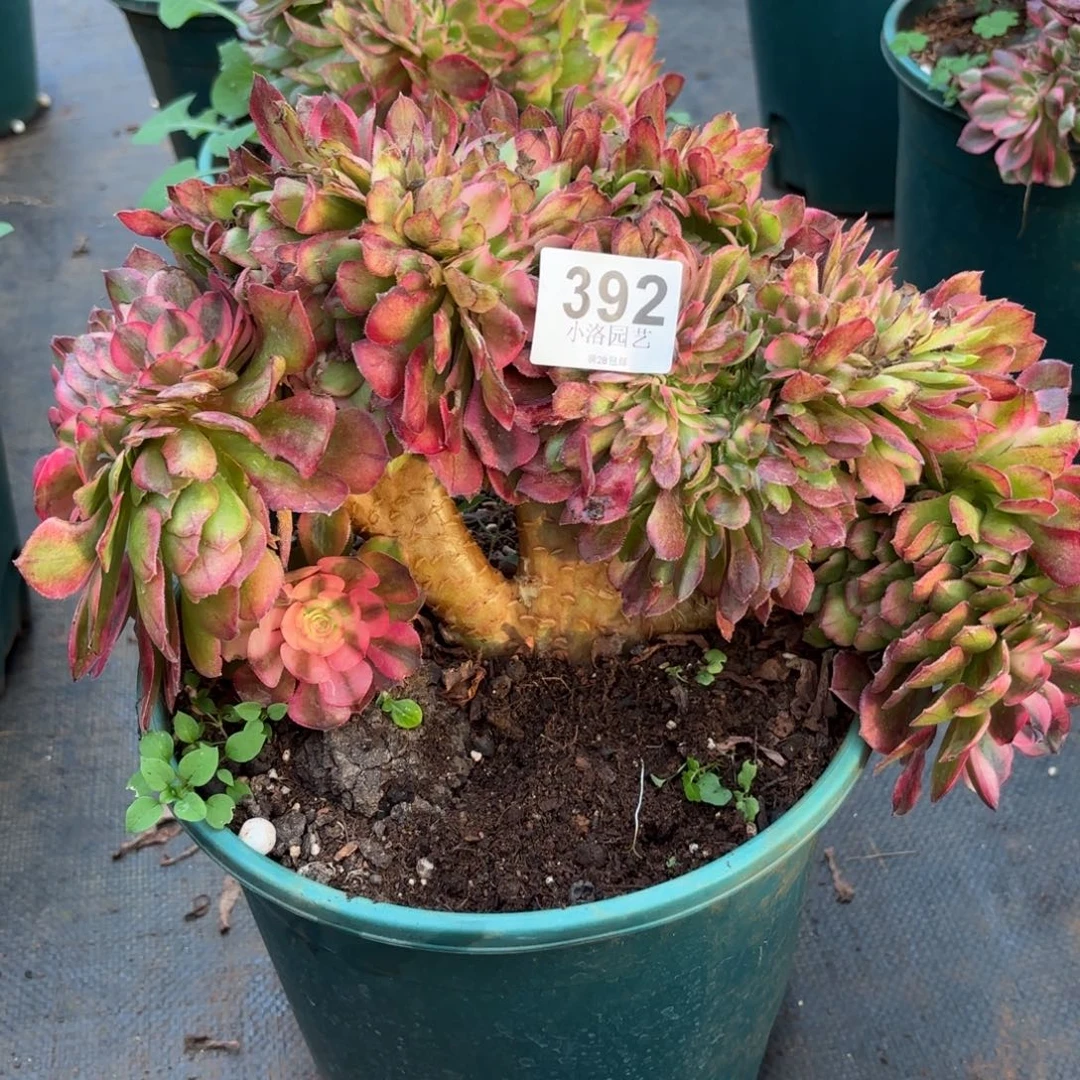 392号荔枝缀化多肉植物