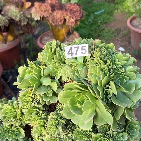 用***8多肉植物一个玫瑰475