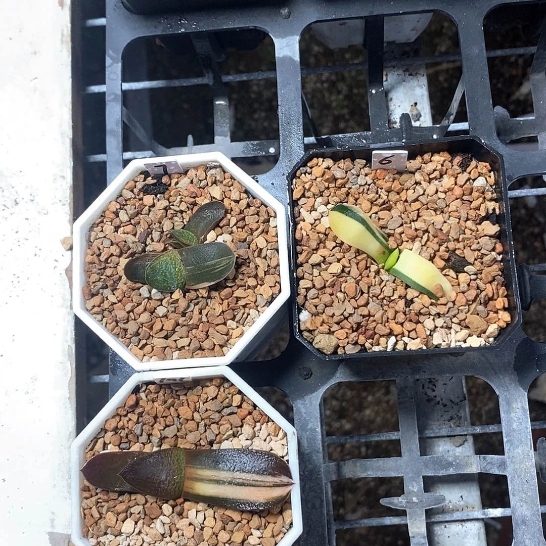 红陶3颗卧牛锦一物一拍