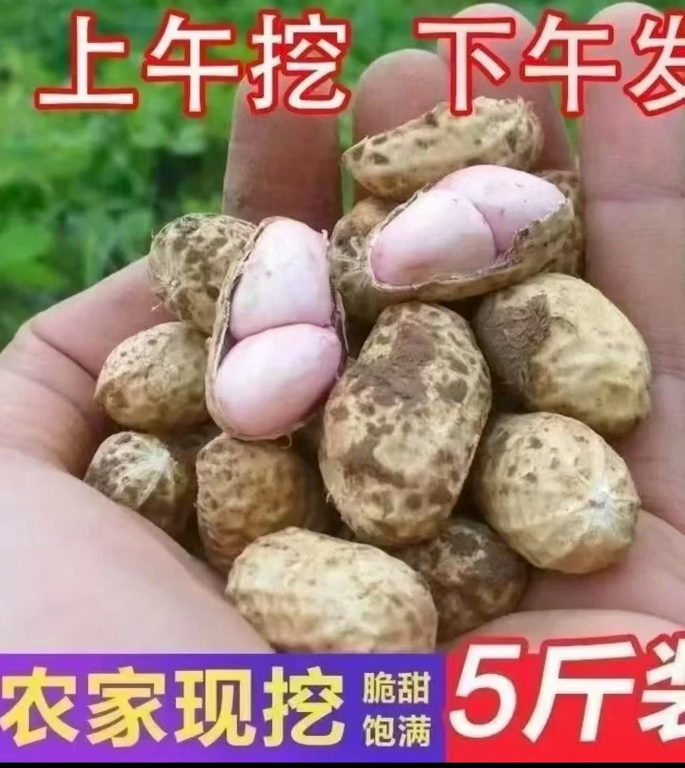 农家自种现采现发新鲜带壳湿花生可生吃水煮