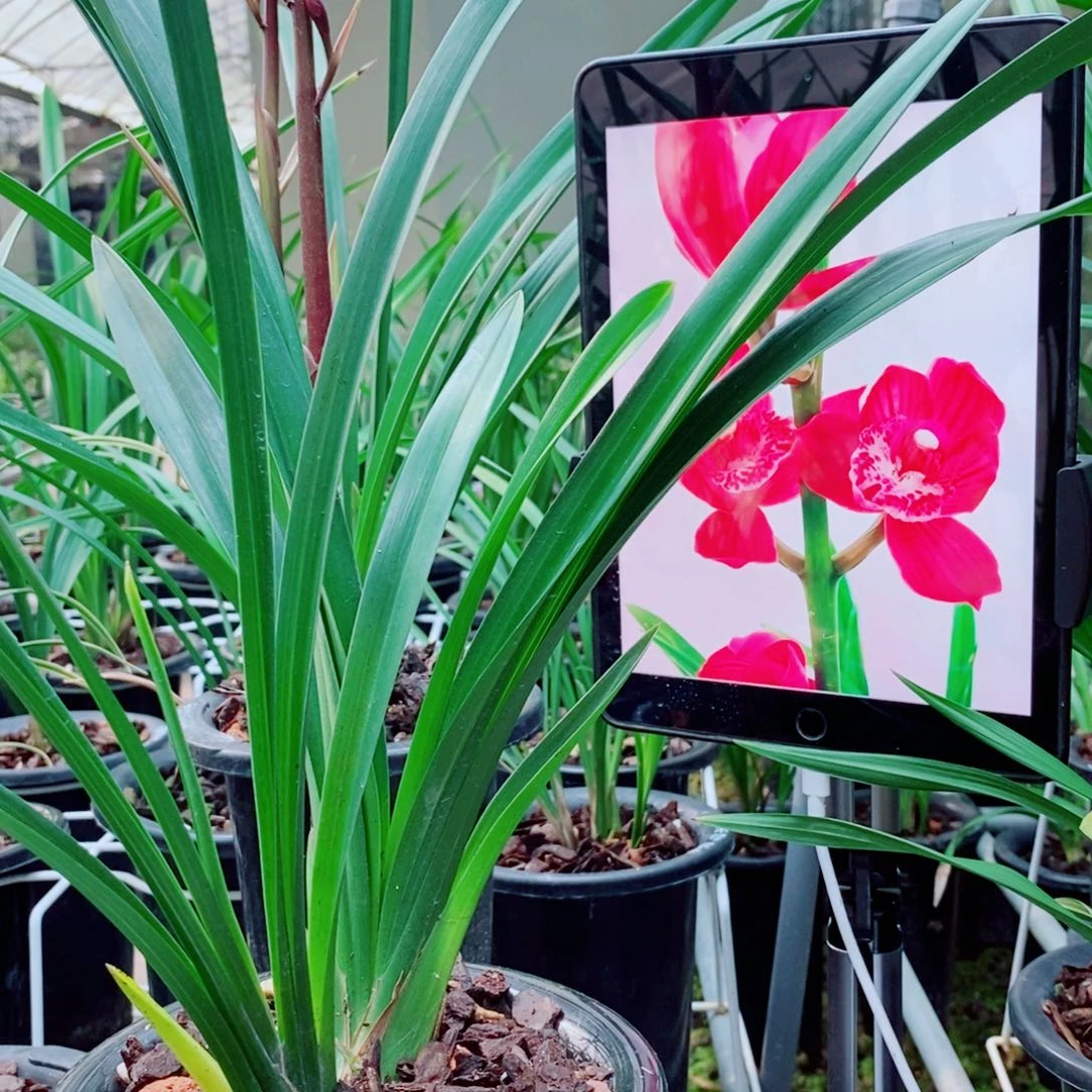 大部分花苞少量开放