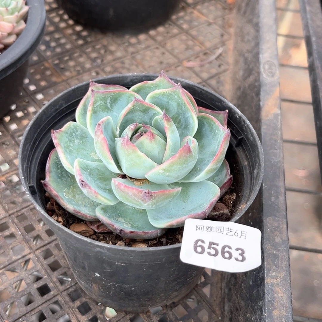 阿雅园艺。      6563惊鸿仙子