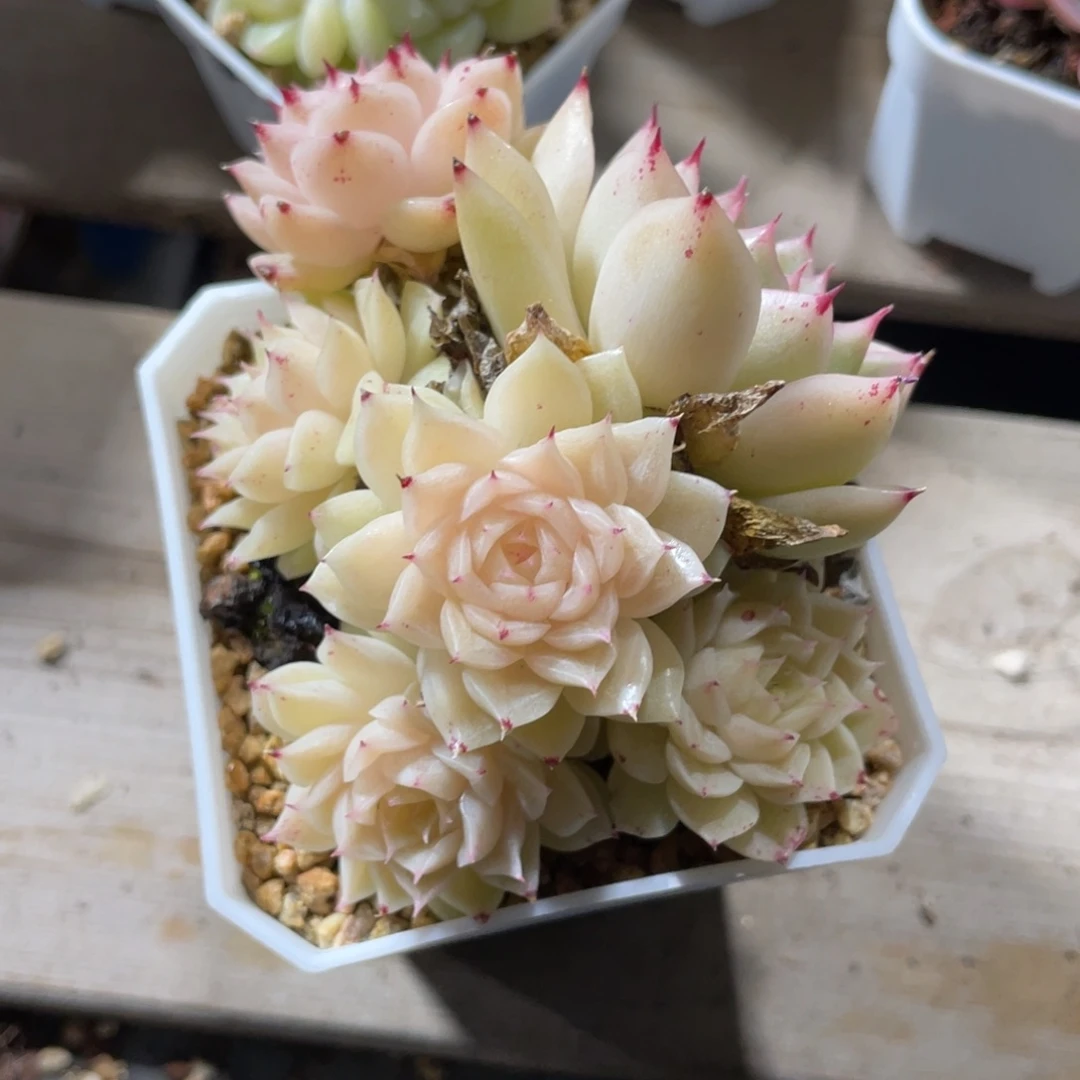 优选麦杆多肉福利1924