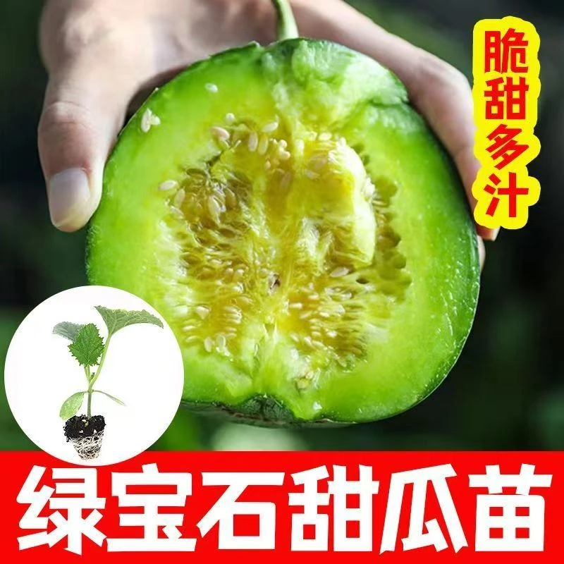 【12棵绿宝甜瓜苗】绿宝石甜瓜秧苗绿皮甜四季盆栽香瓜基地带土寿光